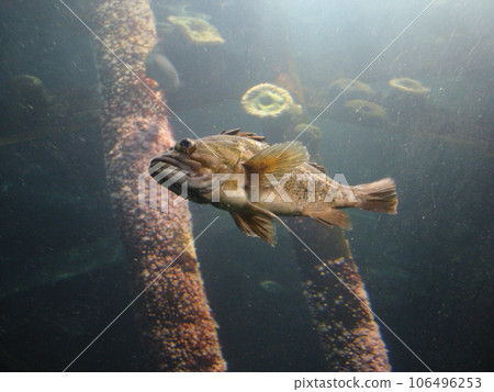 San Francisco PIER39 Aquarium 106496253