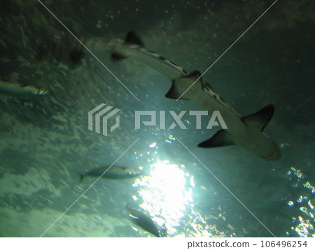 San Francisco PIER39 Aquarium 106496254