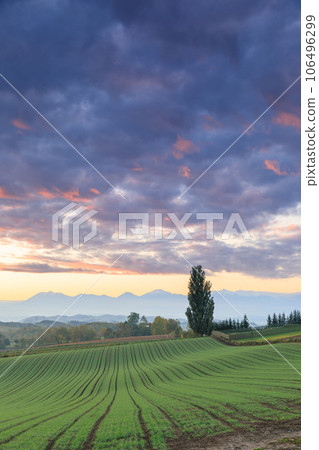 Hokkaido Biei_Ken and Mary's tree sunrise scenery Hokkaido Biei_Ken and Mary's tree sunrise scenery 106496299