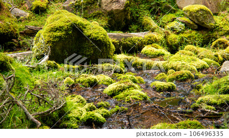 Minami Yatsugatake in summer, Kitazawa moss-covered mountain trail to the ascetic hut 106496335