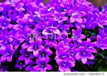 紫花 紫花 106496373