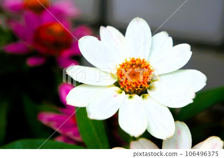 白花 白花 106496375