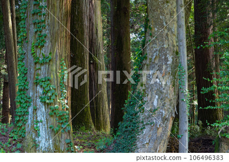 A large cedar tree in the precincts of Shinto Shrine in Agatsuma-gun, Gunma Prefecture 106496383