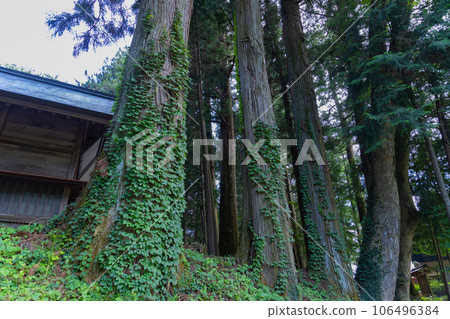 A large cedar tree in the precincts of Shinto Shrine in Agatsuma-gun, Gunma Prefecture A large cedar tree in the precincts of Shinto Shrine in Agatsuma-gun, Gunma Prefecture 106496384