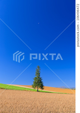 Hokkaido_Early summer Christmas tree and clear skies 106496472
