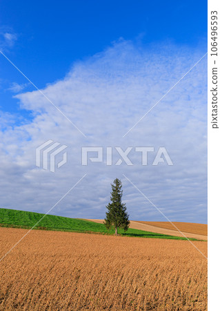 北海道_初夏聖誕樹的壯麗景色 106496593