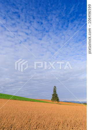 北海道_初夏聖誕樹的壯麗景色 106496599