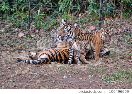 動物園虎崽 106496609