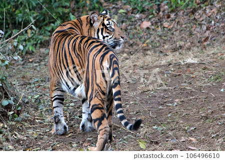 Zoorasia蘇門答臘虎 106496610