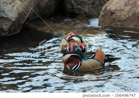 duck游泳 duck游泳 106496747