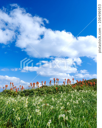 Shimoda, Shizuoka _ Superb view of daffodils in full bloom in the wild daffodil colony Shimoda, Shizuoka _ Superb view of daffodils in full bloom in the wild daffodil colony 106496953