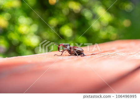 Brown stag beetle Lucanus cervus, the largest european beetle 106496995