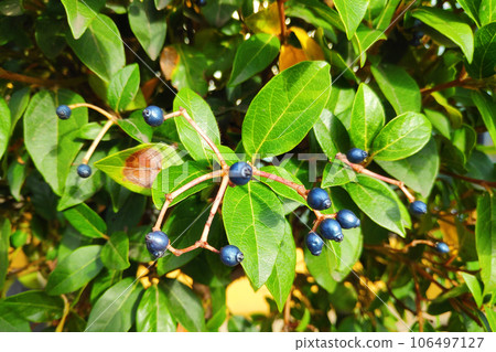 Viburnum tinus fruits Viburnum tinus fruits 106497127