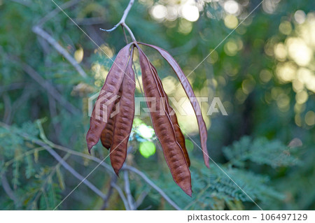 Leucaena leucocephala seed pods 106497129