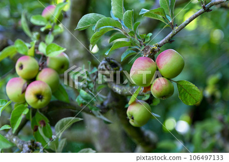 Apples hanging from the tree Apples hanging from the tree 106497133