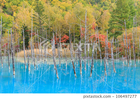 Biei, Hokkaido _ Superb view of Blue Pond with autumn leaves Biei, Hokkaido _ Superb view of Blue Pond with autumn leaves 106497277