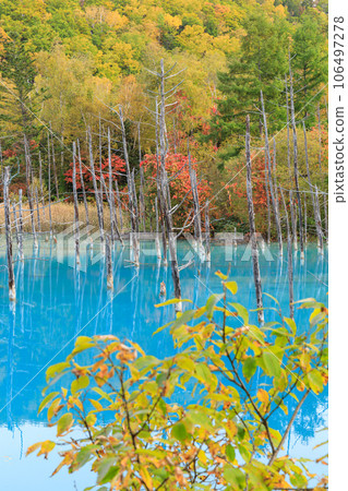 北海道美瑛_青池紅葉的絕景 106497278