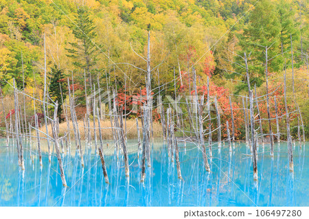 Biei, Hokkaido _ Superb view of Blue Pond with autumn leaves 106497280