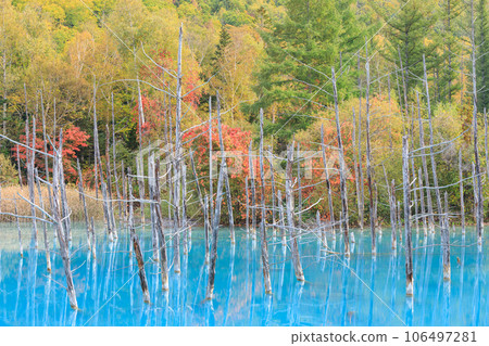 Biei, Hokkaido _ Superb view of Blue Pond with autumn leaves 106497281
