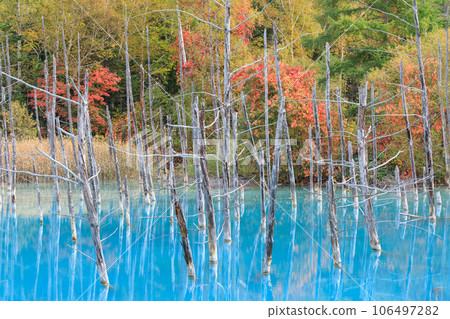 Biei, Hokkaido _ Superb view of Blue Pond with autumn leaves 106497282