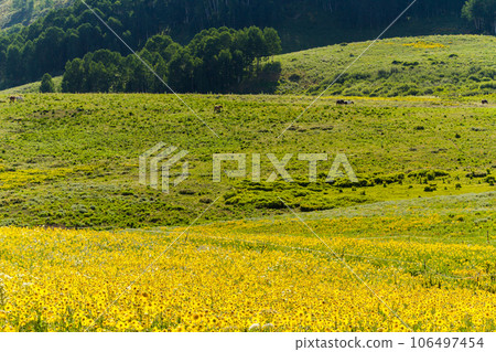 Wildflowers in a full bloom in Crested Butte, Colorado. 106497454