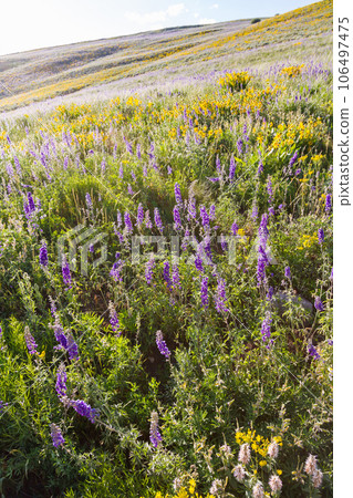 Yellow and blue wildflowers in full bloom in the mountains. 106497475