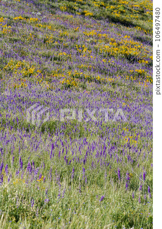 Yellow and blue wildflowers in full bloom in the mountains. Yellow and blue wildflowers in full bloom in the mountains. 106497480