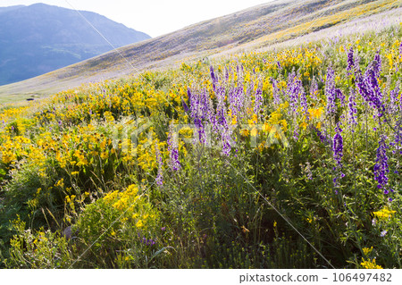 Yellow and blue wildflowers in full bloom in the mountains. Yellow and blue wildflowers in full bloom in the mountains. 106497482