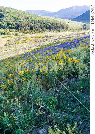 Yellow and blue wildflowers in full bloom in the mountains. Yellow and blue wildflowers in full bloom in the mountains. 106497494