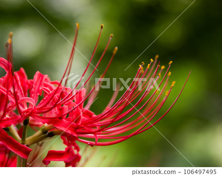 Crimson cluster amaryllis close-up 106497495