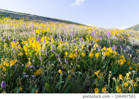 Yellow and blue wildflowers in full bloom in the mountains. 106497501
