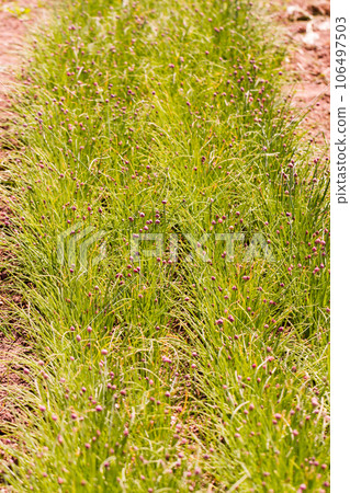 Growing locally edible plants. 106497503