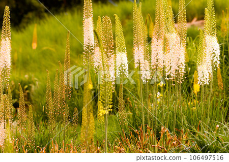 Garden in full bloom on a sunny summer day. 106497516