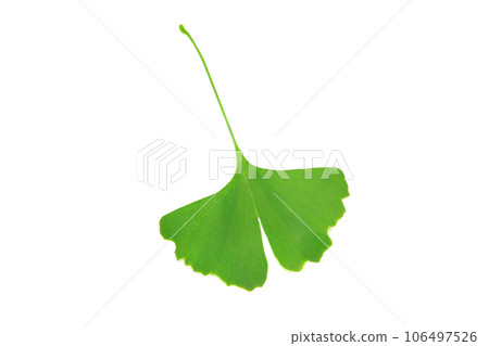 Ginkgo biloba 106497526