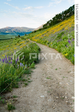 Yellow wildflowers in full bloom in the mountains. 106497531