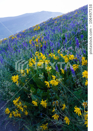 Yellow and blue wildflowers in full bloom in the mountains. 106497538