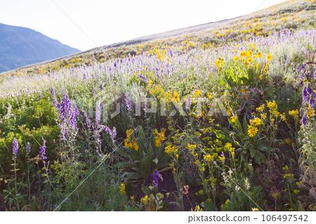 Yellow and blue wildflowers in full bloom in the mountains. 106497542