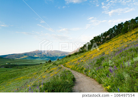Yellow wildflowers in full bloom in the mountains. 106497554