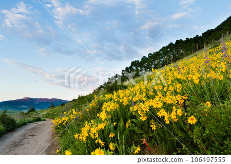 Yellow wildflowers in full bloom in the mountains. Yellow wildflowers in full bloom in the mountains. 106497555