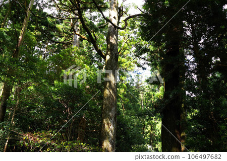 Scenery of Seigantoji Temple 106497682