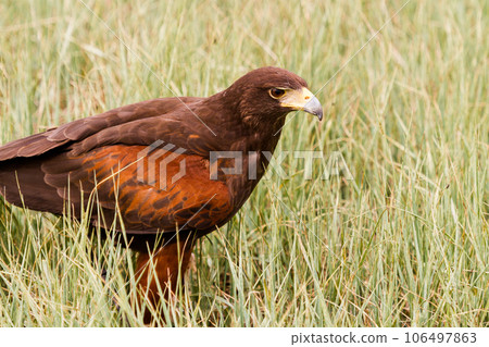 Close up of harriss hawk in captivity. Close up of harriss hawk in captivity. 106497863