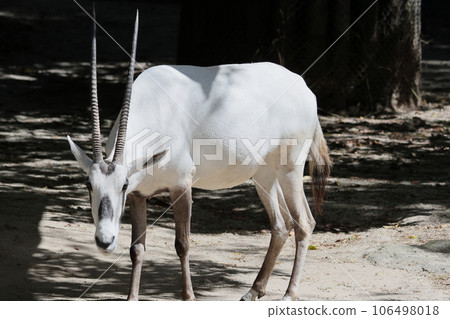 Arabian Orix 106498018