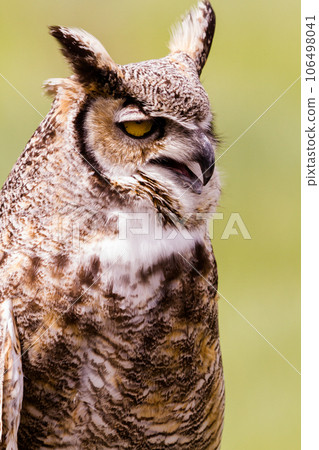 Close up of great horned owl in captivity. Close up of great horned owl in captivity. 106498041