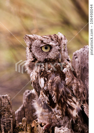 Close up of western screech owl in captivity. Close up of western screech owl in captivity. 106498044