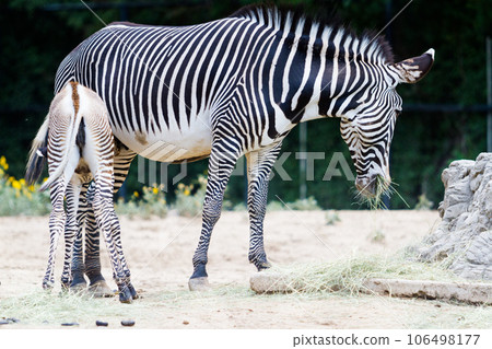 Grevys zebras is most endangered of species of zebra. Grevys zebras is most endangered of species of zebra. 106498177