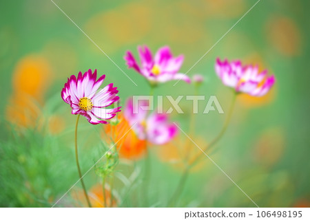 粉紅色的宇宙在風中飄揚 粉紅色的宇宙在風中飄揚 106498195