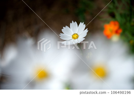 白色宇宙 106498196