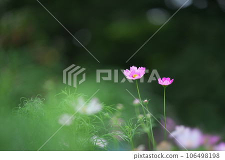 粉紅色的波斯菊開始綻放 粉紅色的波斯菊開始綻放 106498198