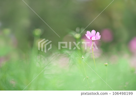 一朵粉色波斯菊剛剛開始綻放 一朵粉色波斯菊剛剛開始綻放 106498199