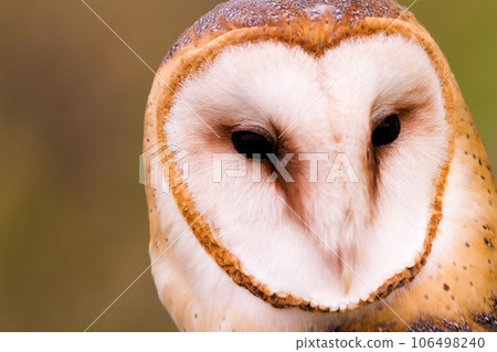 Close up of barn owl in captivity. 106498240